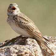 Lesser Short-toed Lark