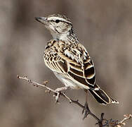 Sabota Lark