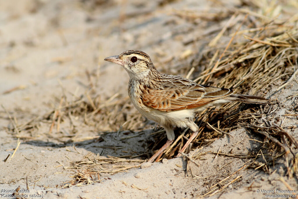 Sabota Lark, walking