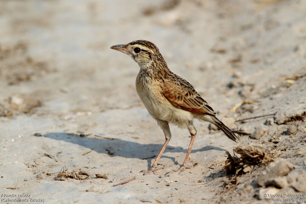 Alouette sabota