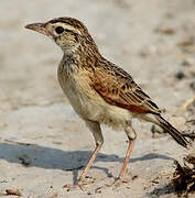 Sabota Lark