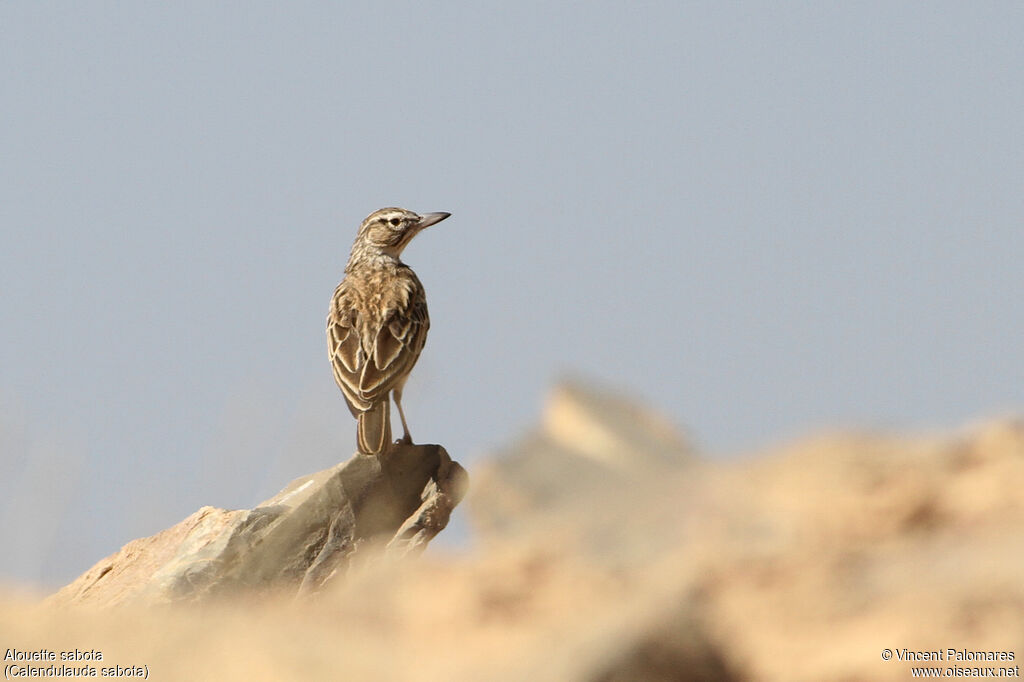 Sabota Lark