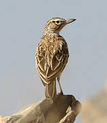 Sabota Lark