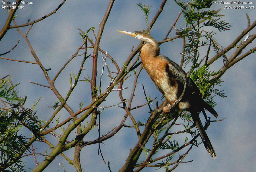 African Darterimmature