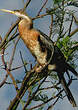 Anhinga d'Afrique