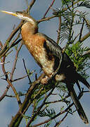 African Darter