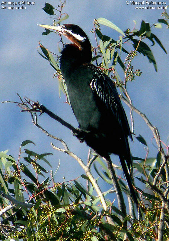 Anhinga d'Afriqueadulte nuptial