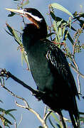 African Darter