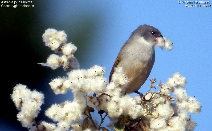 Swee Waxbill female