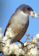 Swee Waxbill