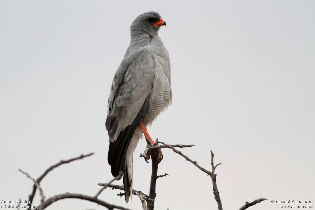 Pale Chanting Goshawk