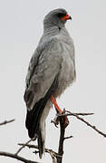 Pale Chanting Goshawk