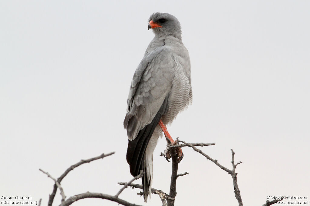 Pale Chanting Goshawk