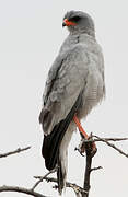 Pale Chanting Goshawk