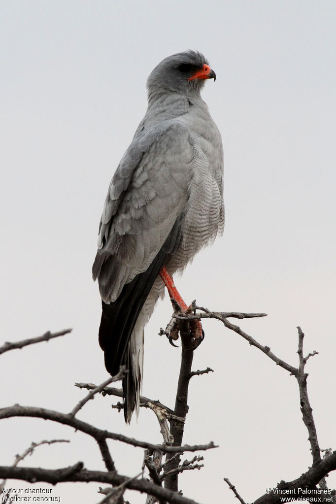 Pale Chanting Goshawk