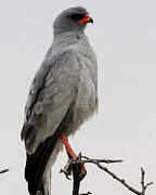 Pale Chanting Goshawk