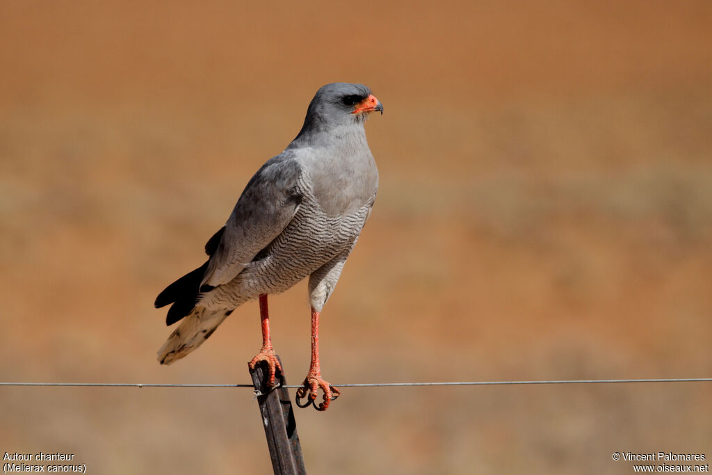 Pale Chanting Goshawkadult