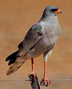 Pale Chanting Goshawk