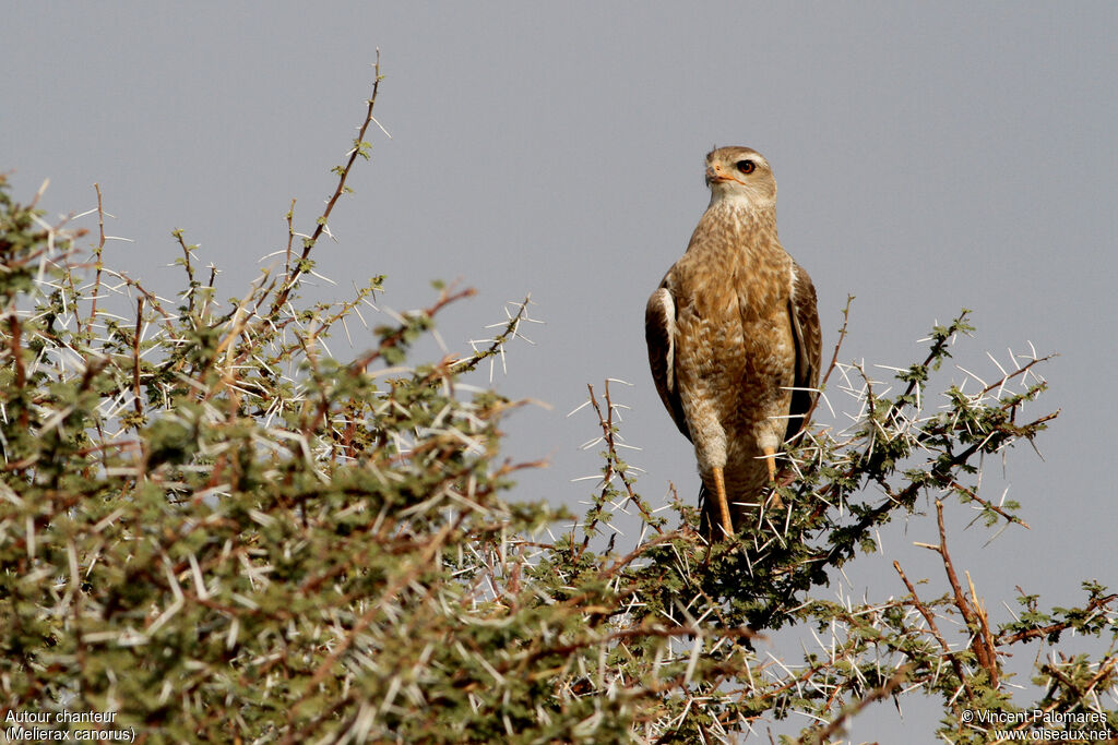 Pale Chanting Goshawk