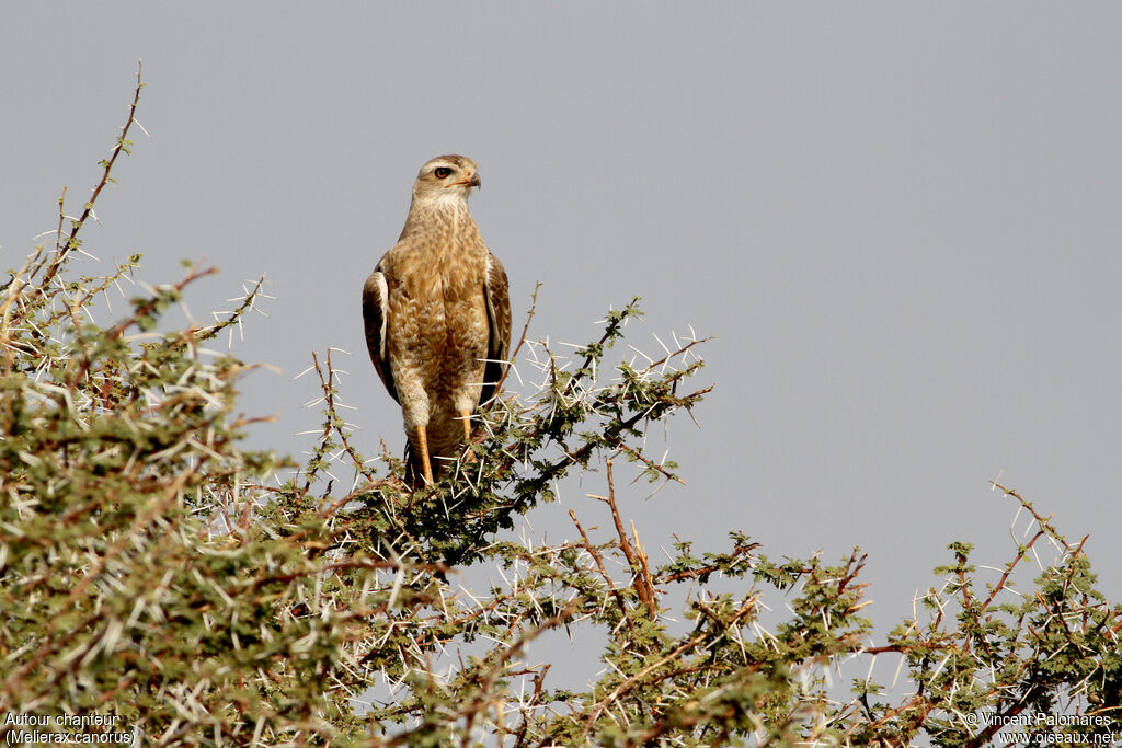 Pale Chanting Goshawk