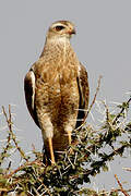 Pale Chanting Goshawk