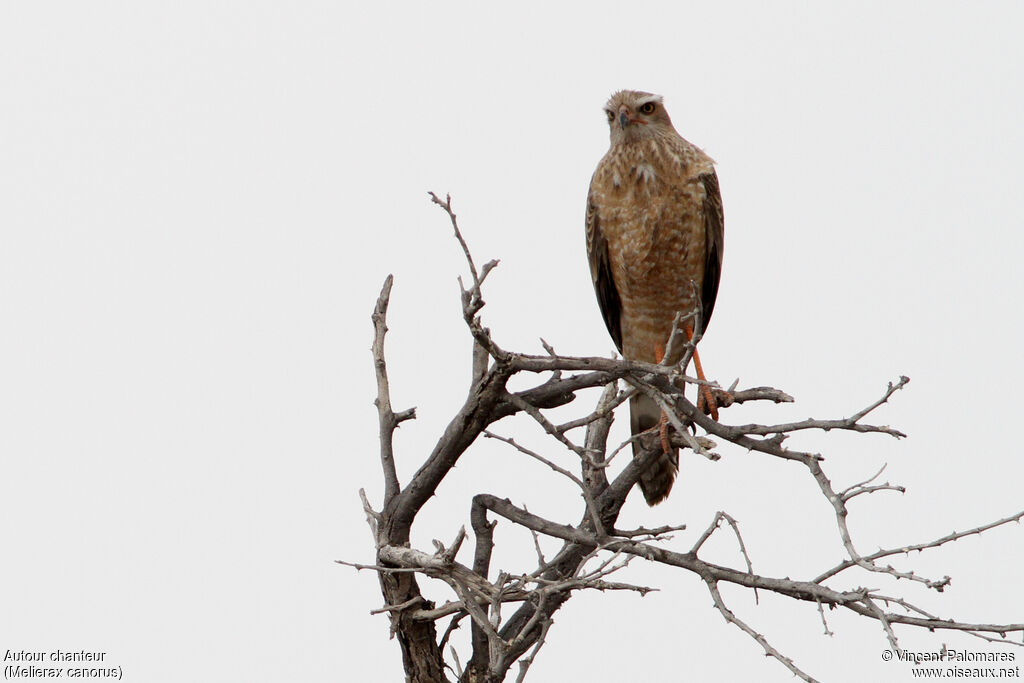 Pale Chanting Goshawk