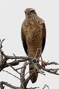 Pale Chanting Goshawk