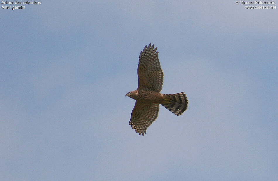 Eurasian Goshawk