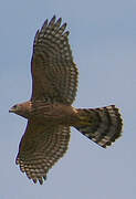 Eurasian Goshawk