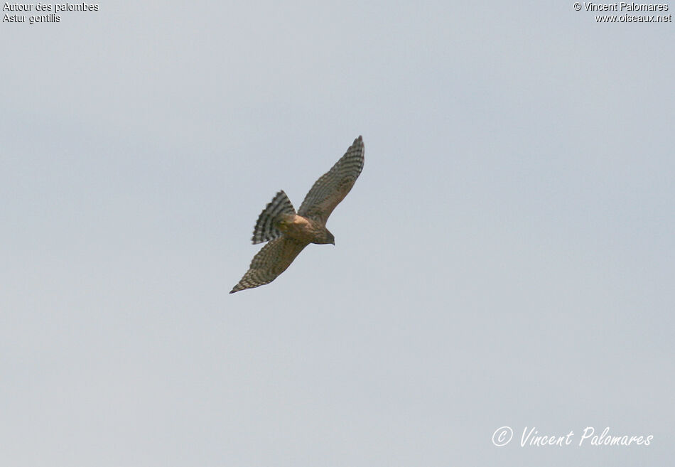 Northern GoshawkFirst year