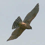 Eurasian Goshawk