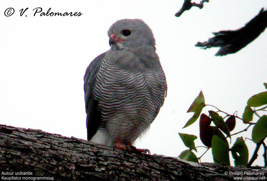 Lizard Buzzard