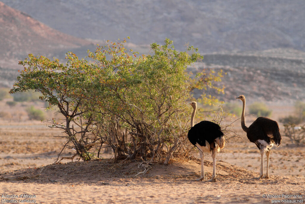 Autruche d'Afrique