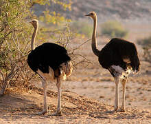 Common Ostrich