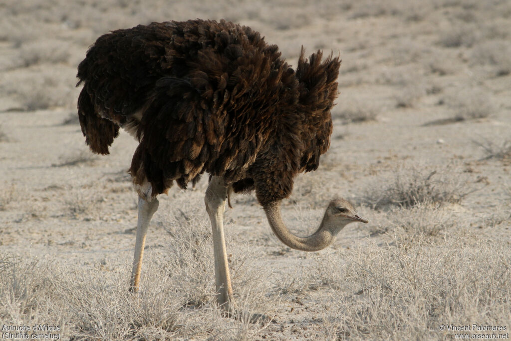 Common Ostrich