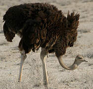 Common Ostrich