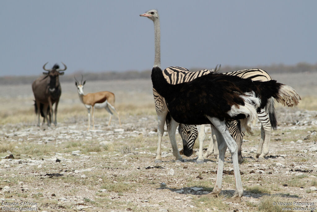 Common Ostrich