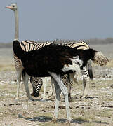 Common Ostrich