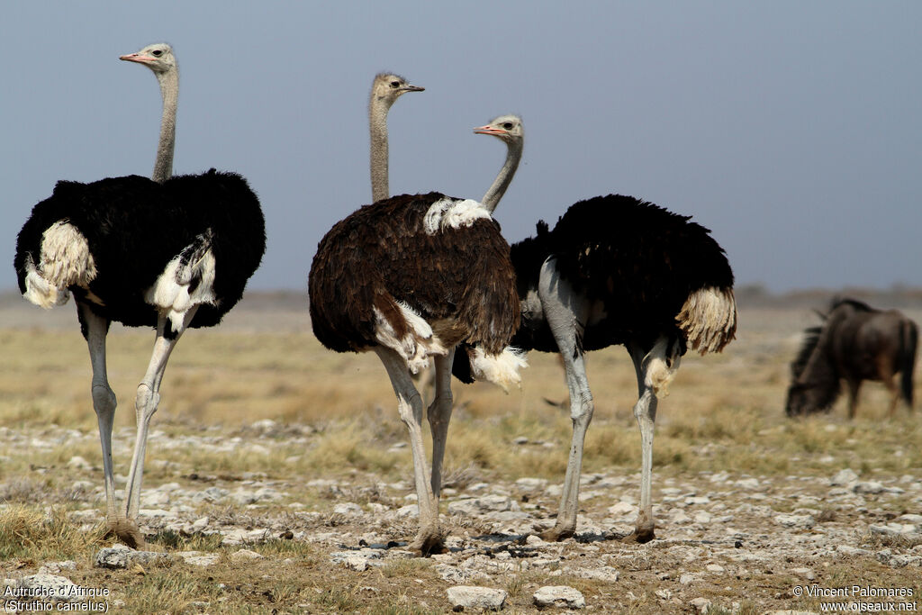 Common Ostrich