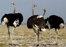 Common Ostrich