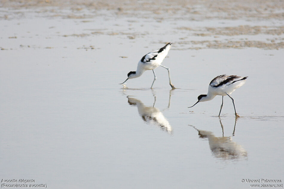 Pied Avocet