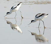 Avocette élégante