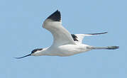 Avocette élégante