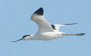 Avocette élégante