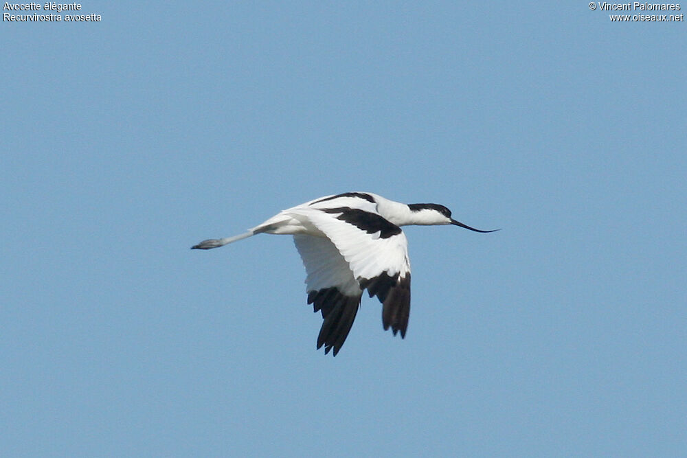 Avocette élégante