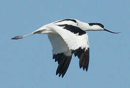 Avocette élégante