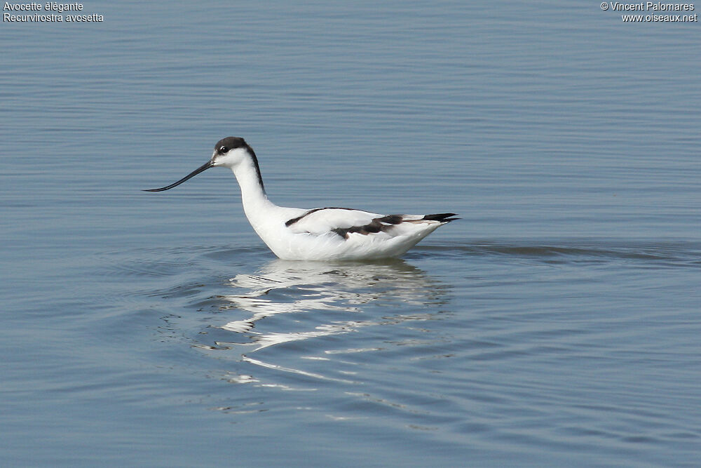 Pied Avocet