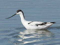 Pied Avocet