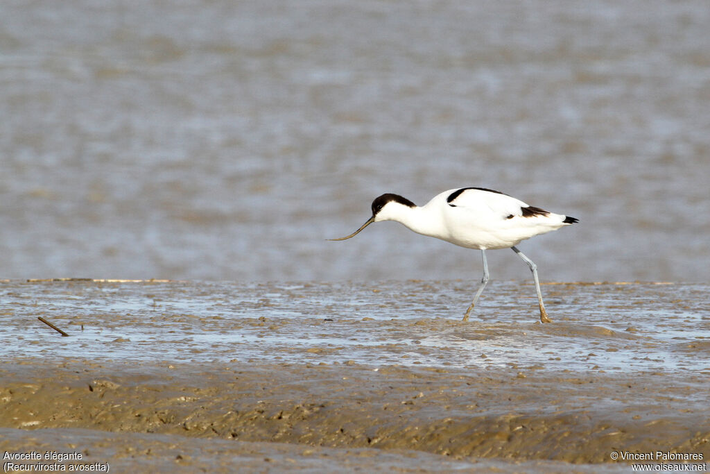 Pied Avocet