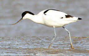 Avocette élégante